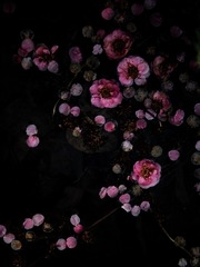 1000018352