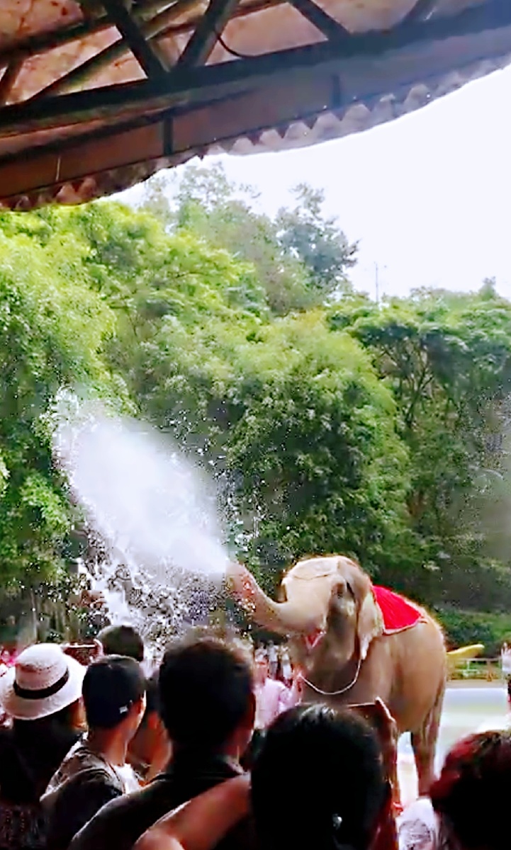 泼水节大象喷水