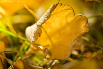 DSC_0179.jpg