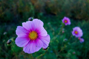 DSC00113.jpg