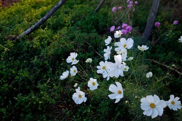 DSC00115.jpg