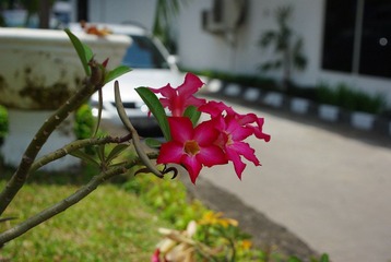 IMGP6699.JPG
