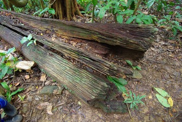 IMGP6310.JPG
