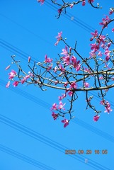 12033