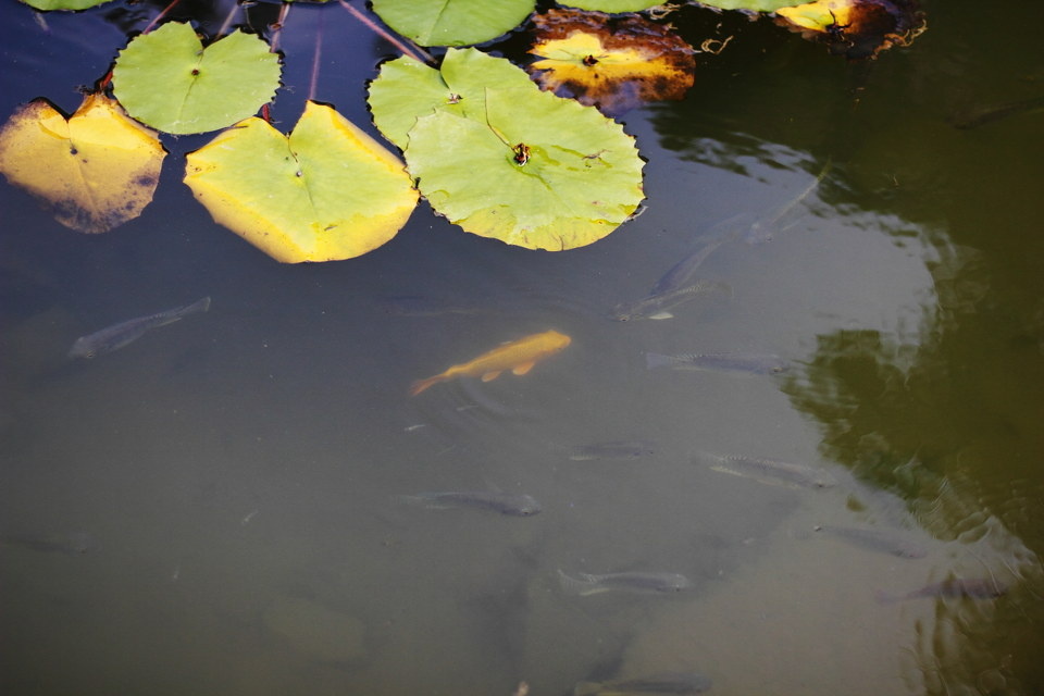 荷叶下的锦鲤