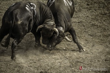 DSC_4917_20131006_145129