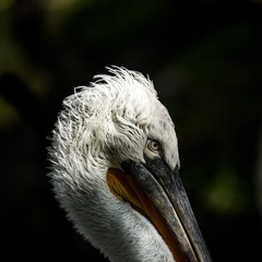 DSC_0926_20140912_072421