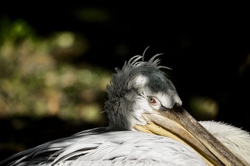 DSC_0956_20140912_073017
