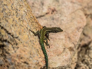 DSC_7259_20170417_183646