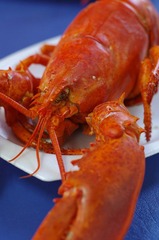 缅因著名的大龙虾