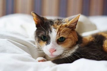 Lily