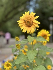 55B2E91C-950E-4D91-91AD-65EC6A8CD52A/L0/001