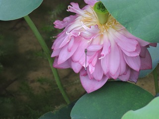 DSCN4523
