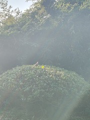 1000089264