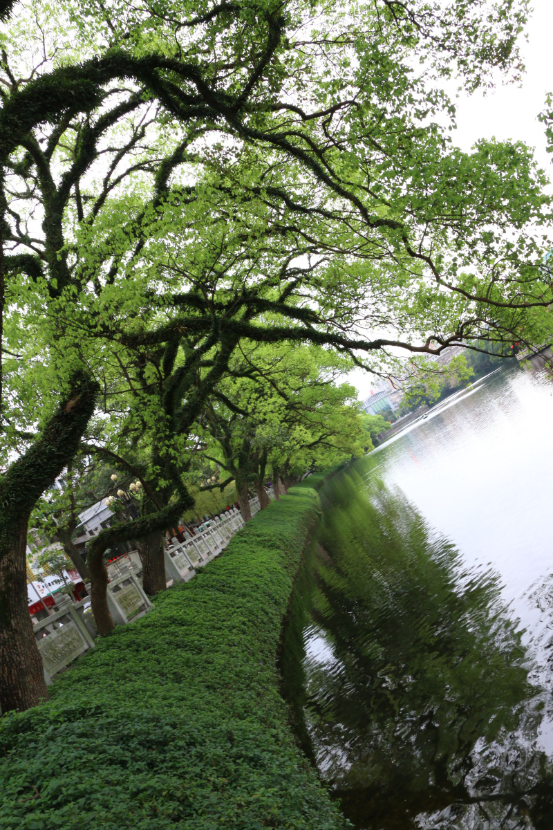 摄于潮州市西湖公园,时间是暖暖的春天,一片生机,绿得可爱