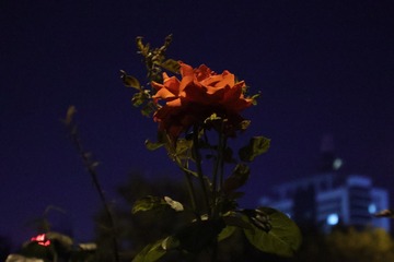 5A5A3775-3063-47F4-ADAE-775A42381585/L0/001