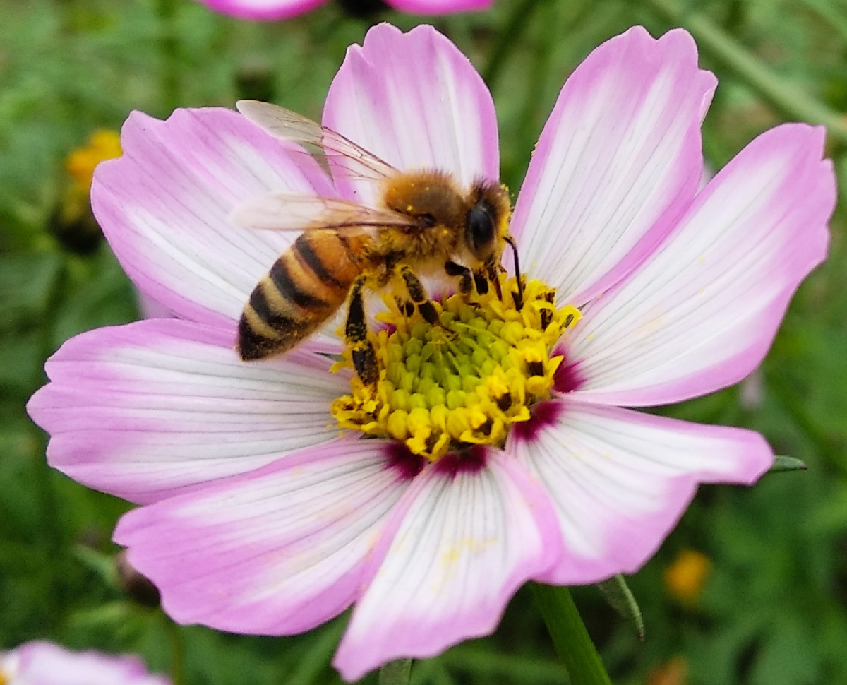 蜜蜂像辛勤的园丁一样哼着小曲在花丛中采蜜