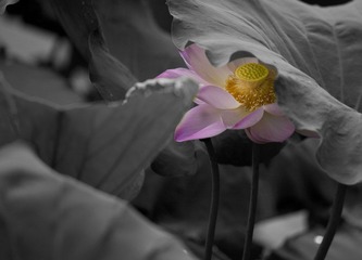 _MG_0739(1)