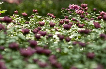 Chrysanthemum