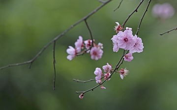 15038