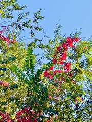 C189E658-CA43-419D-96A8-42D881B3117B/L0/001