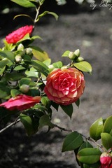 IMG_2069.jpg