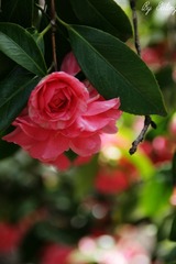 IMG_2081.jpg