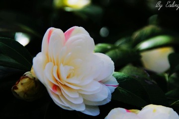 IMG_2076.jpg
