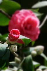 IMG_2086.jpg