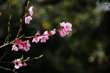 IMG_2096.jpg
