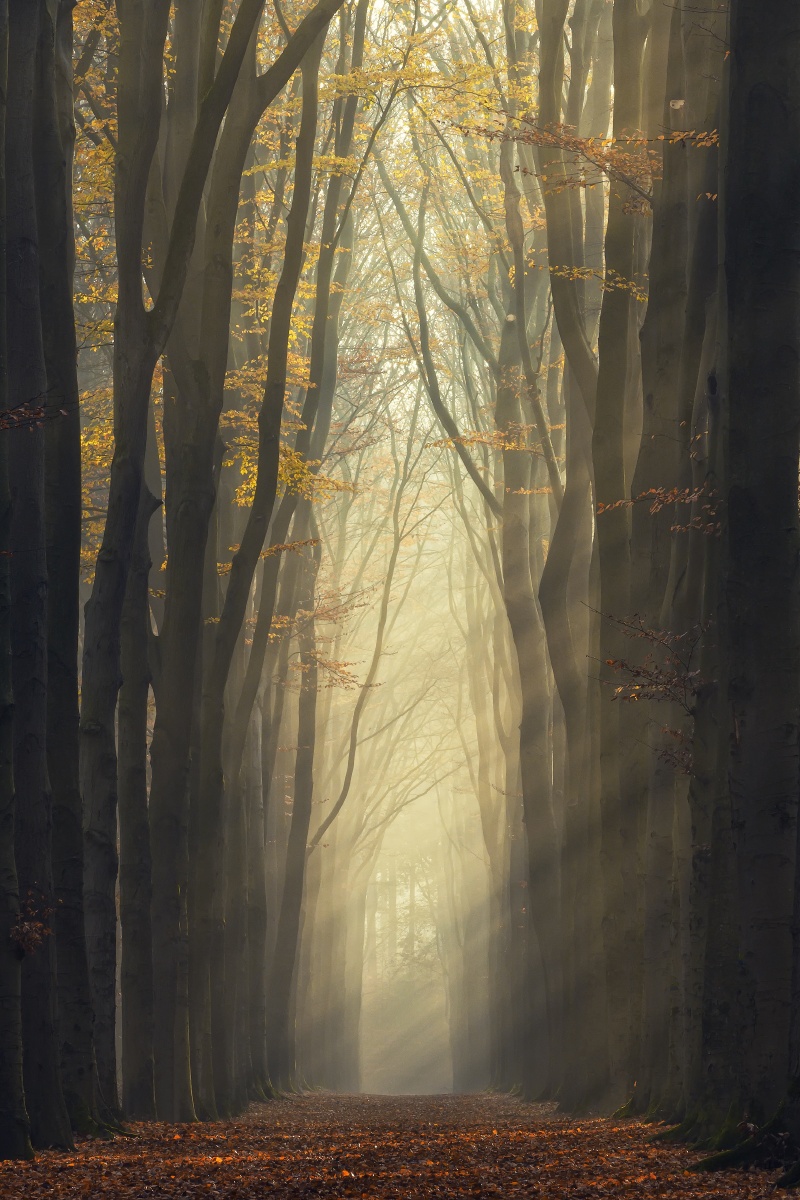 1/14474尼康"无限创想季"2021年图虫影像历征集旅行薄雾木秋季树光