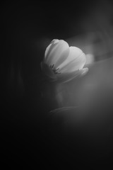 2DA987E3-6E9D-4E4E-83AD-E27D9DABADA2/L0/001