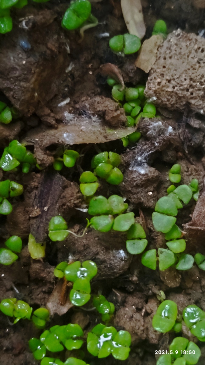 荆芥幼苗长这样