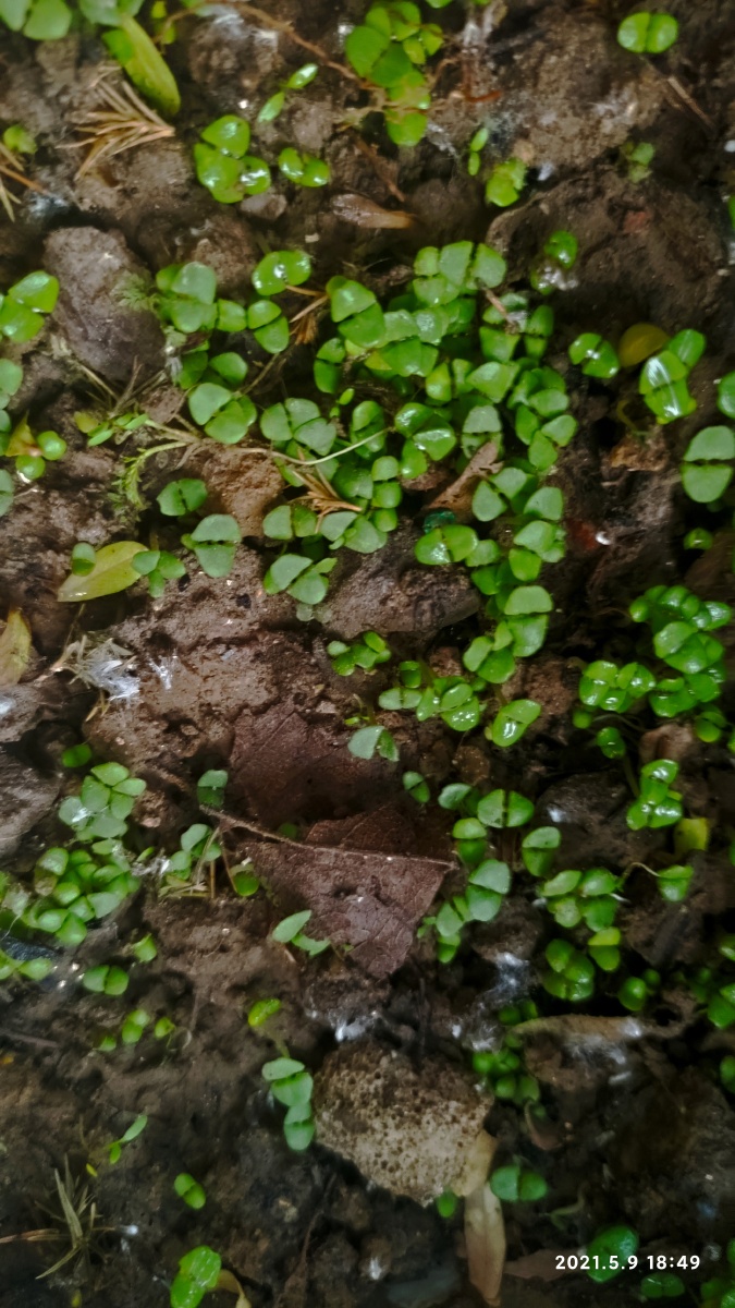 荆芥幼苗长这样