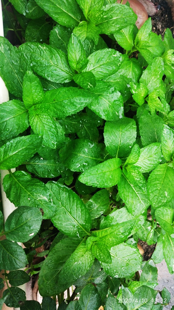 咱自己种的十香菜记录一下