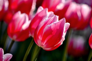 DSC_5260-