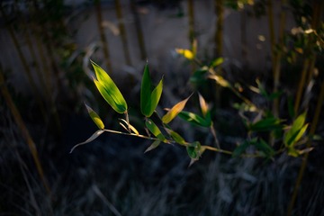 1000031271