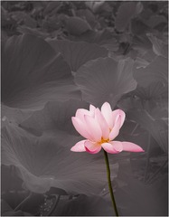 1000025929