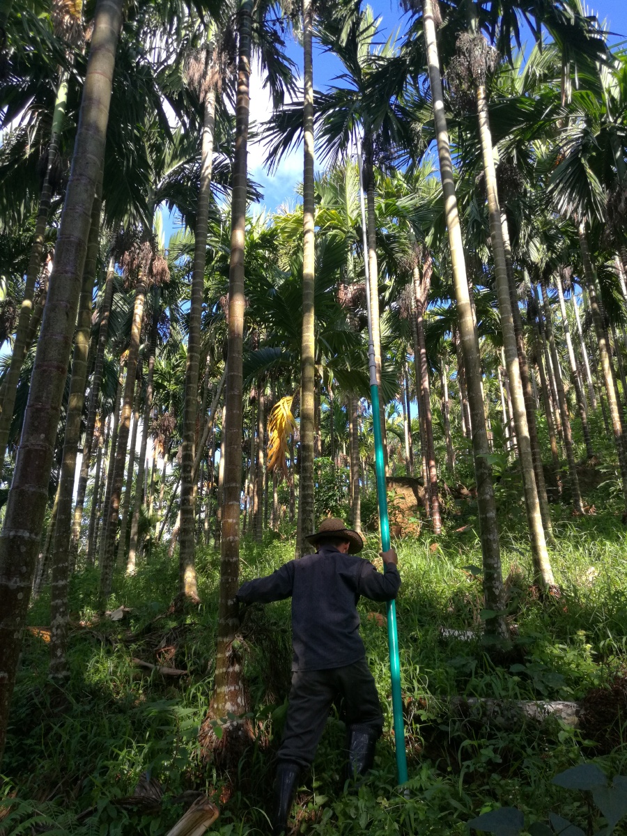老爸在摘槟榔这个在我们烟塘老家老值钱啦