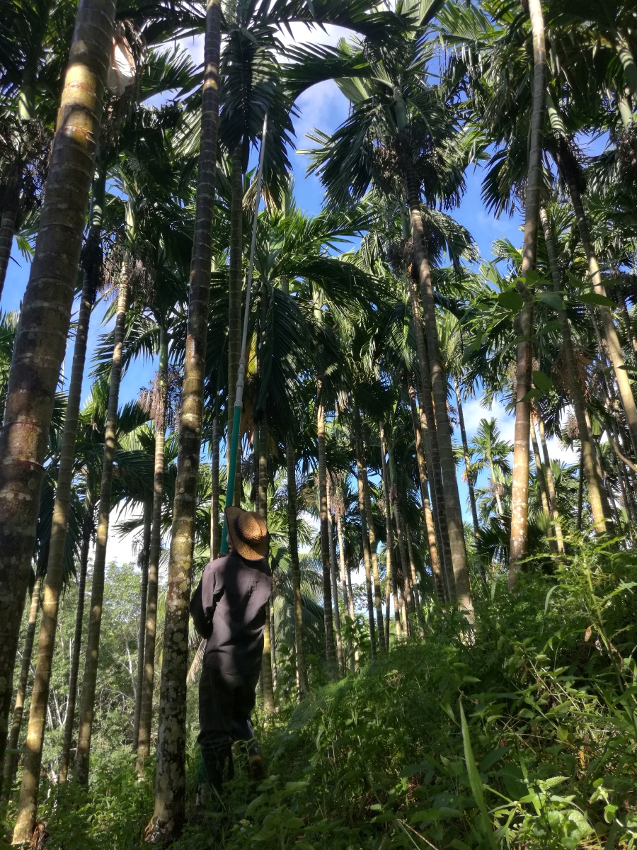 老爸在摘槟榔这个在我们烟塘老家老值钱啦