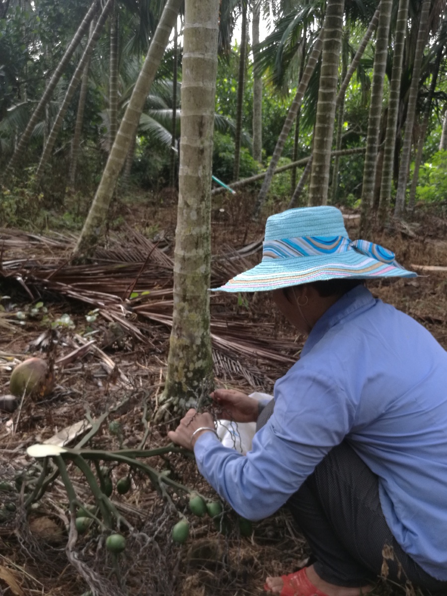 老爸在摘槟榔这个在我们烟塘老家老值钱啦