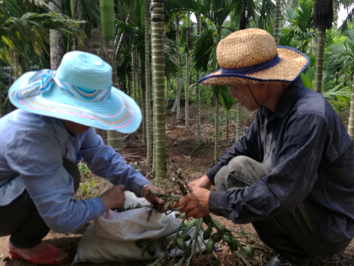 老爸在摘槟榔这个在我们烟塘老家老值钱啦