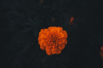 1000114645