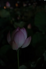 1000021681