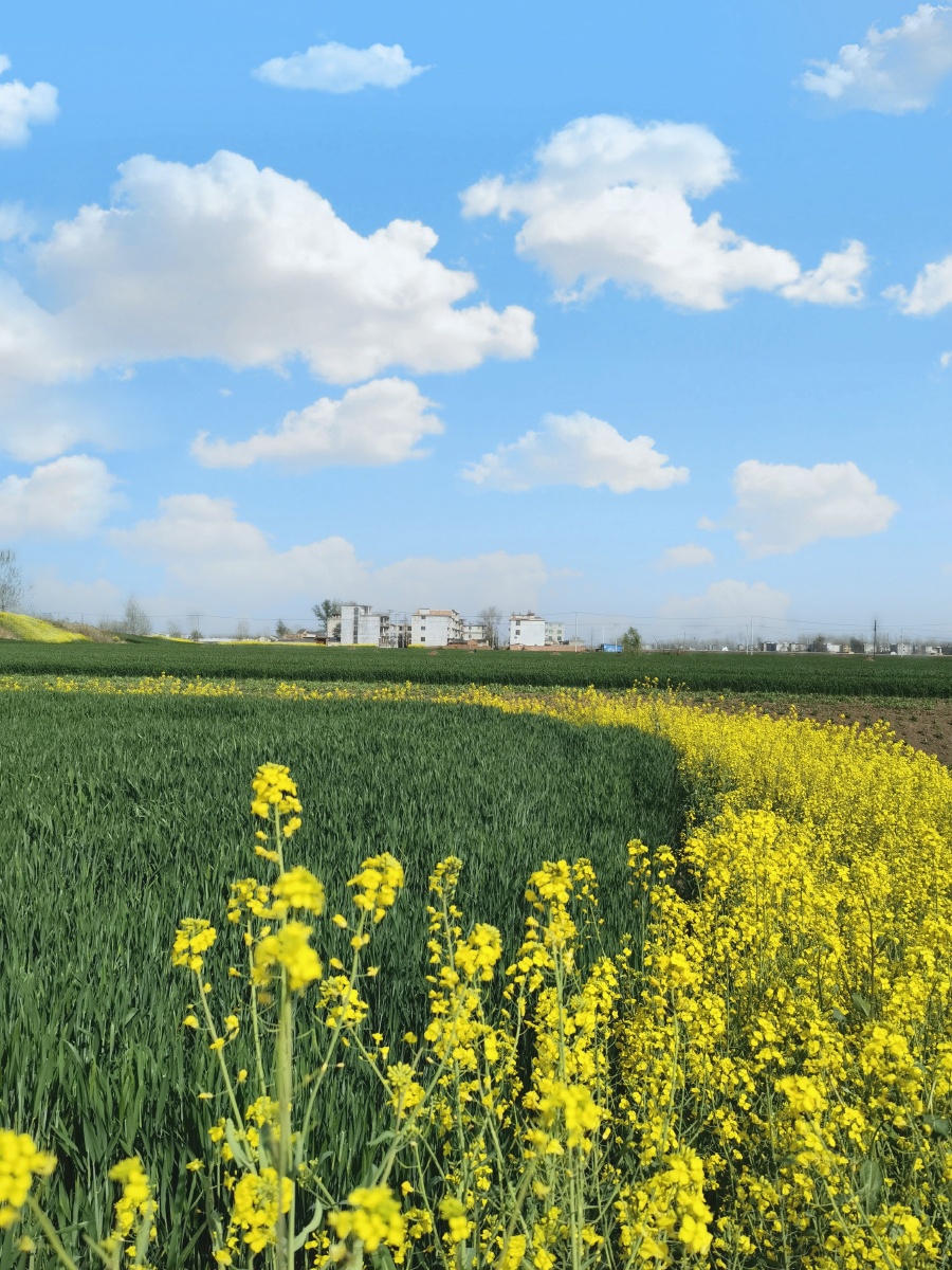 油菜花和绿油油的麦田