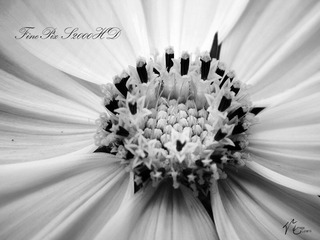 BW-DSCF4737.jpg