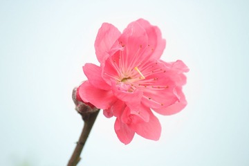 IMG_2126.jpg