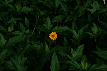 1000220067
