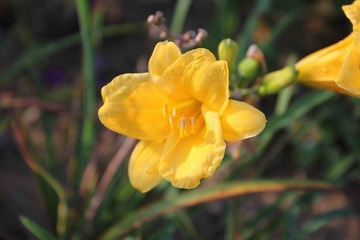 小花