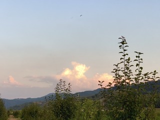 1000005774